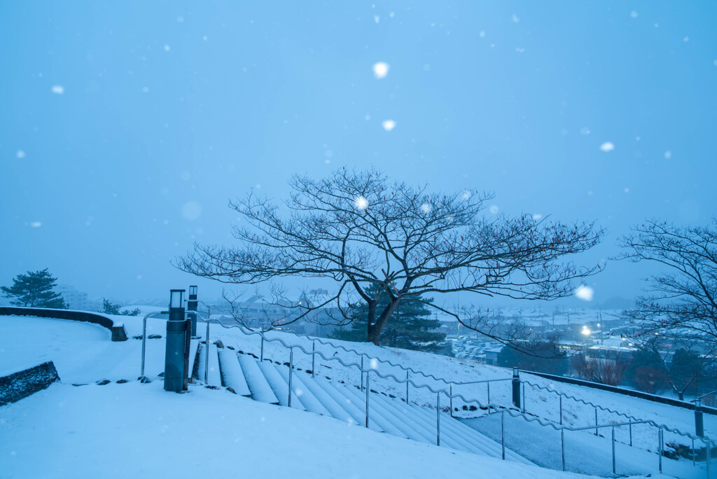 合歓の冬木に白雪を咲かせて