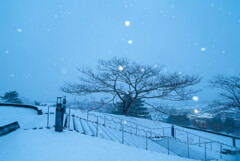 合歓の冬木に白雪を咲かせて
