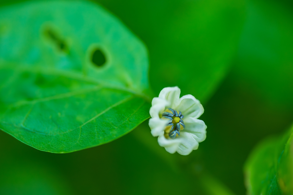 さかなが咥えているのは何の花でしょうか・・・(^^)