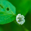 さかなが咥えているのは何の花でしょうか・・・(^^)