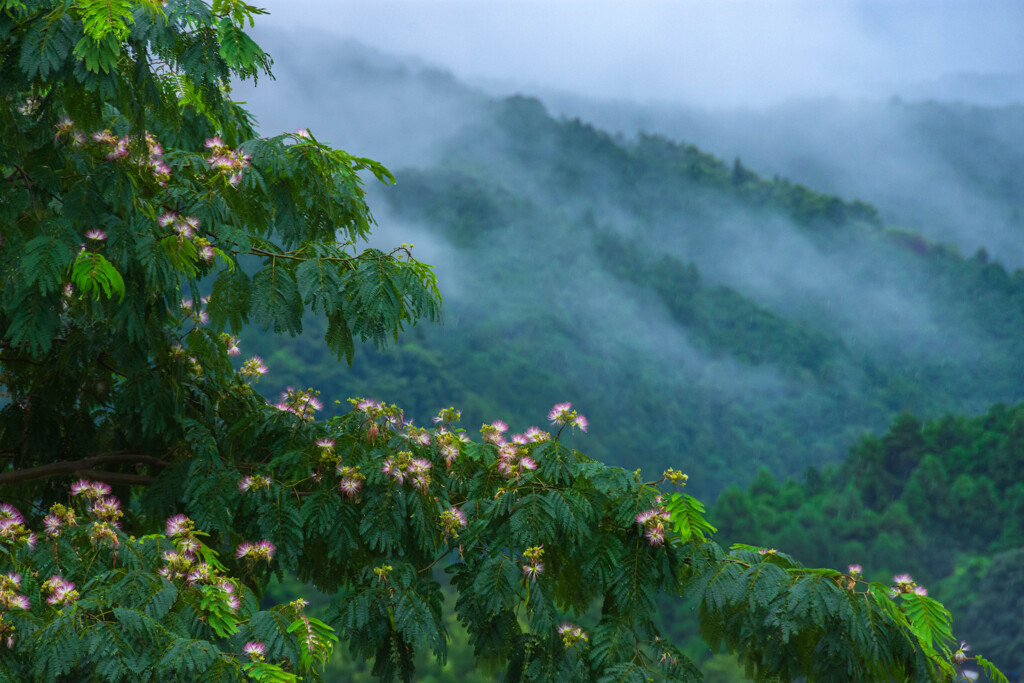 明けぬ梅雨・合歓の木と丘陵の川霧