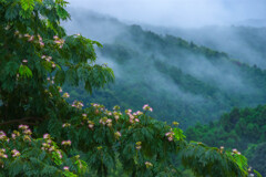 明けぬ梅雨・合歓の木と丘陵の川霧