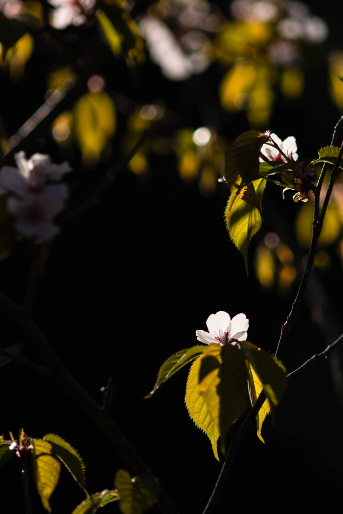 桜葉ネオン街