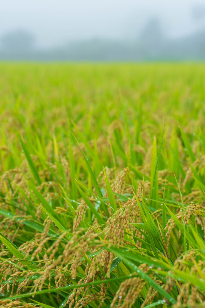 霧に潤う稲穂と茶葉と蜘蛛の糸