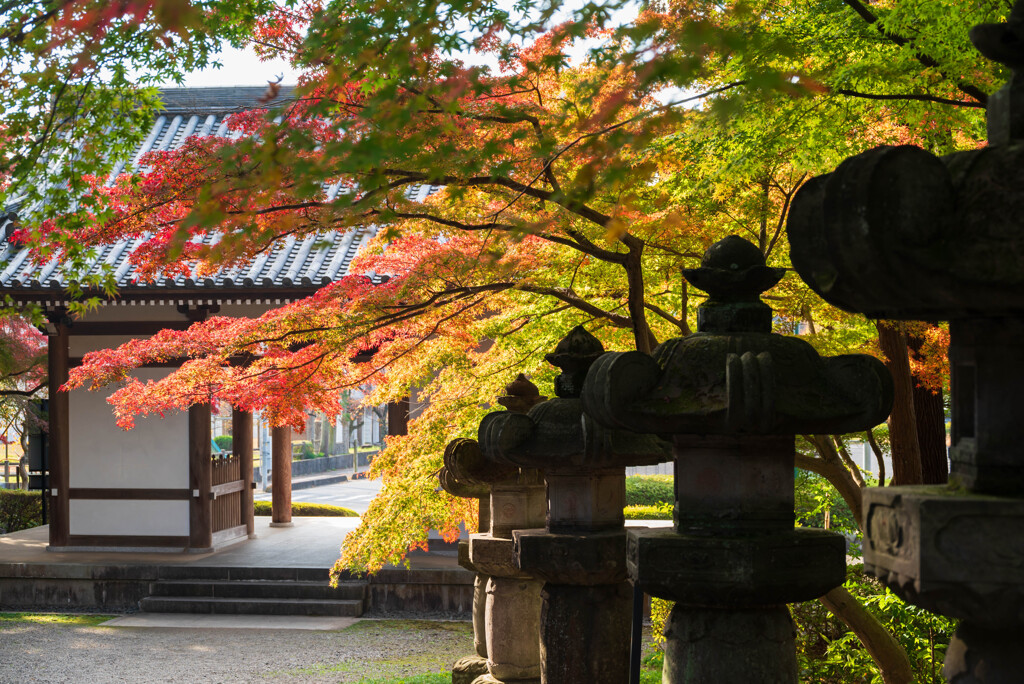 葵紋に彩りを添えて・・・