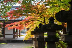 葵紋に彩りを添えて・・・