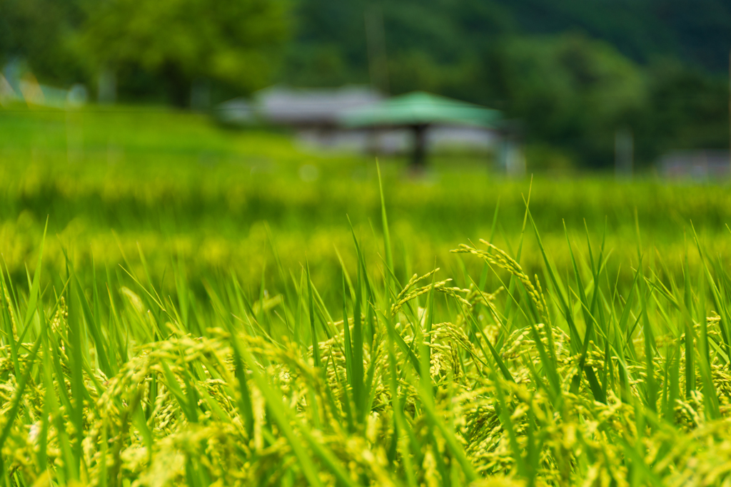 晩夏の棚田Ⅱ