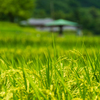 晩夏の棚田Ⅱ