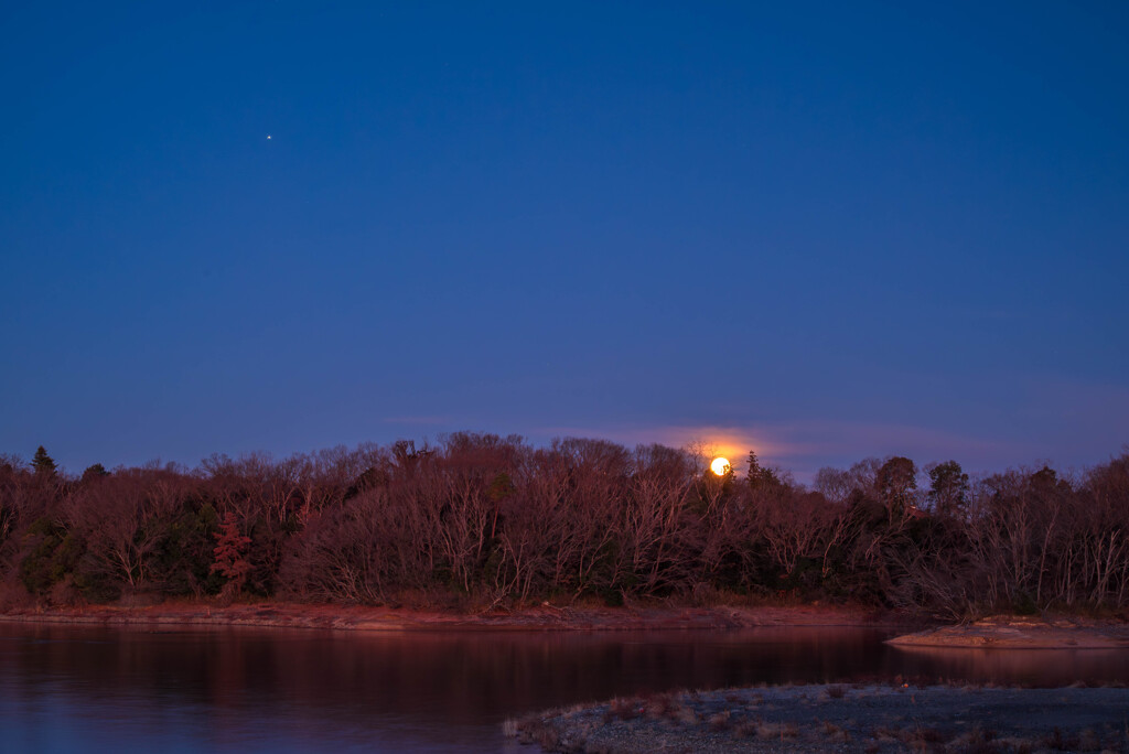 今宵満月となる早朝に 　沈む「小望月」を愛でる木霊たち