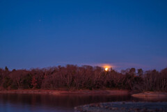 今宵満月となる早朝に 　沈む「小望月」を愛でる木霊たち