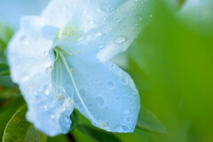 目と目で通じ合う～♪♬雄蕊たち(@_@)