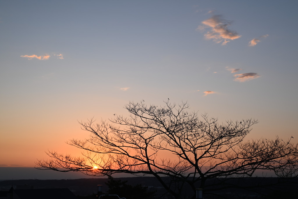 この枝振りに惹かれるんですよね(^^)