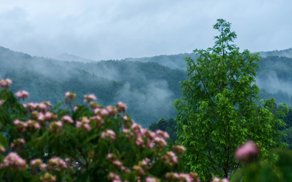 朝霧