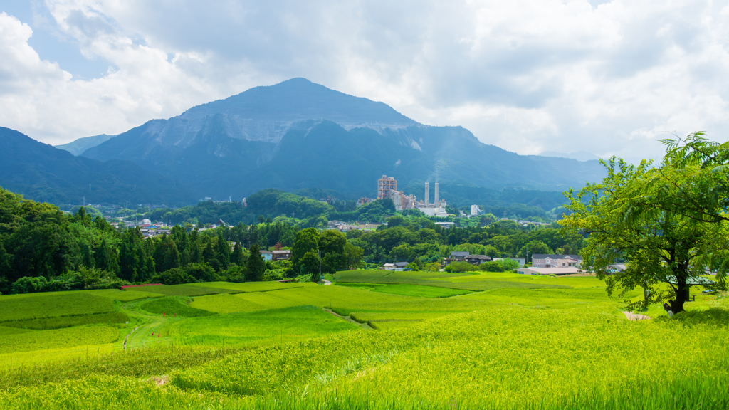 晩夏の棚田Ⅴ