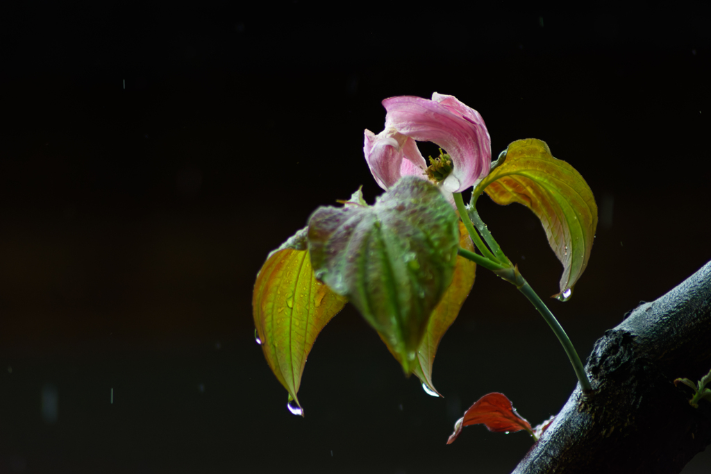 初夏の雨 春を惜しむ涙雨