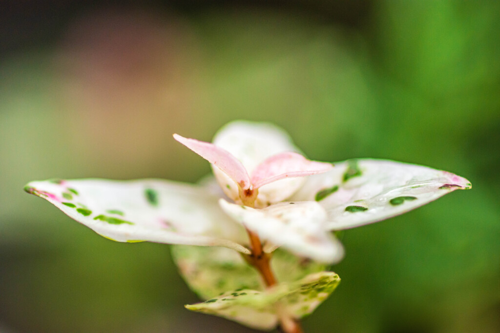 飛んでみたい・・・。