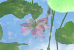 早朝の夏空を映す