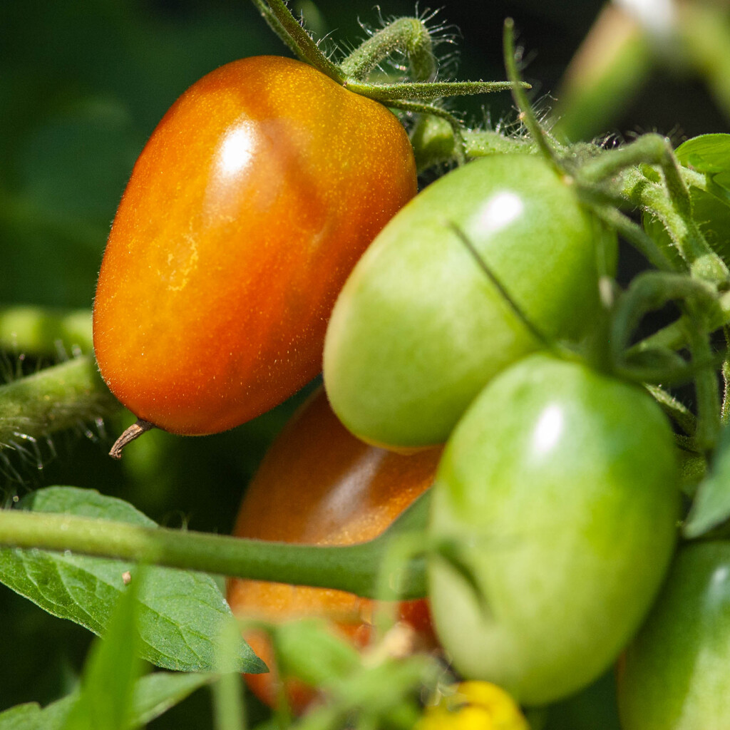 あれ？みんなへその緒無いんだね・・・僕だけ？