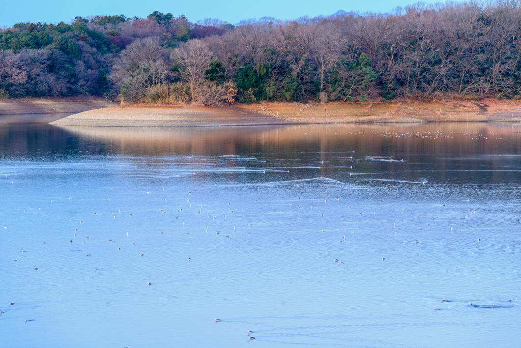 新年の湖面は水鳥たちで大賑わい＼(^o^)／