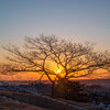 日の出と冬木