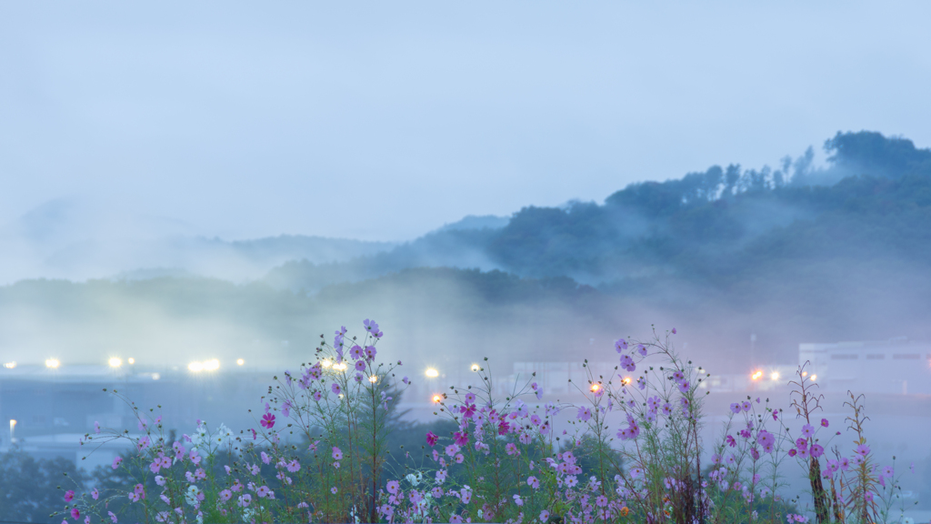 早朝の霧に艶めく秋桜