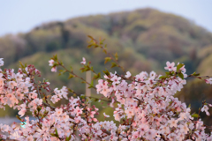 染井吉野の朝焼けと新緑に染まる里山の山桜