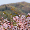 染井吉野の朝焼けと新緑に染まる里山の山桜