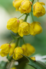 花弁ライダー・・・(^^;