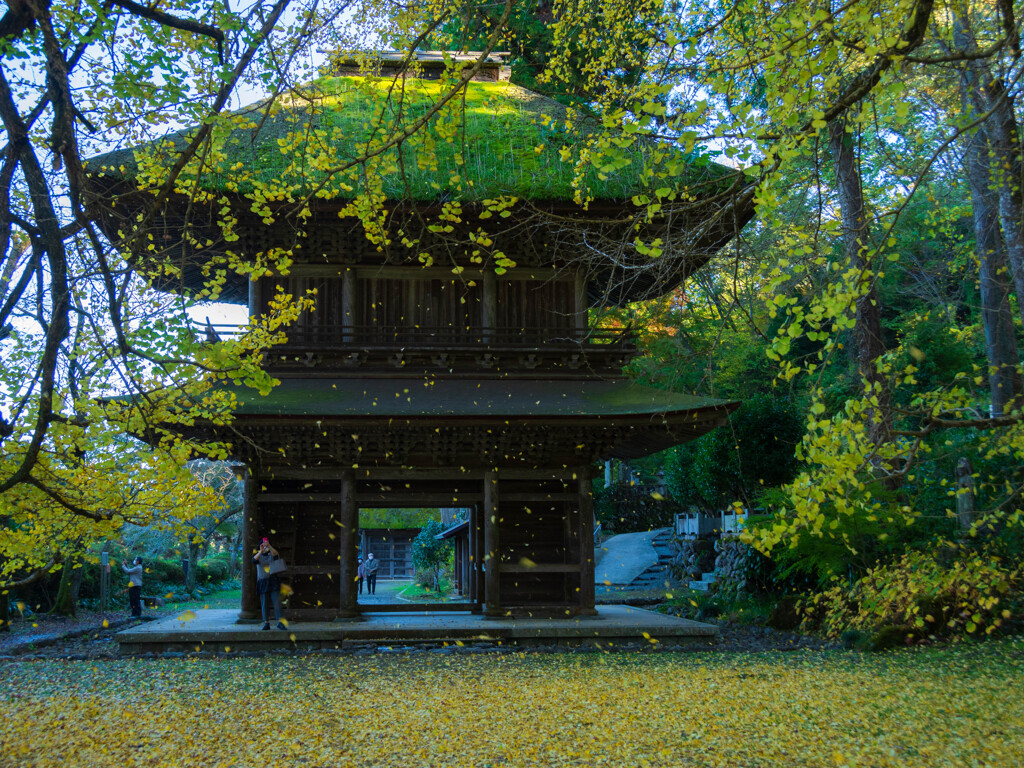 広徳寺　舞う秋色