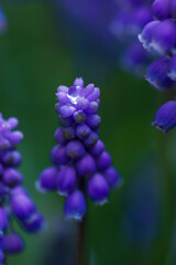 水と緑の星に宿る