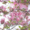 春雨にやわらぐ