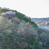 里山の春爛漫Ⅲ