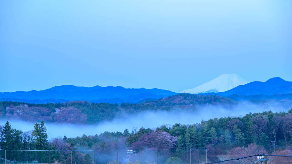 霧と桜と富士の山