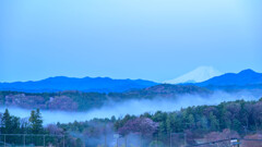 霧と桜と富士の山