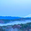 霧と桜と富士の山