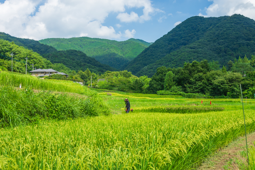 晩夏の棚田Ⅳ