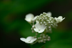 ノリウツギ 蕾