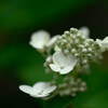 ノリウツギ 蕾