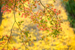 酷暑を超えて 錦を纏う