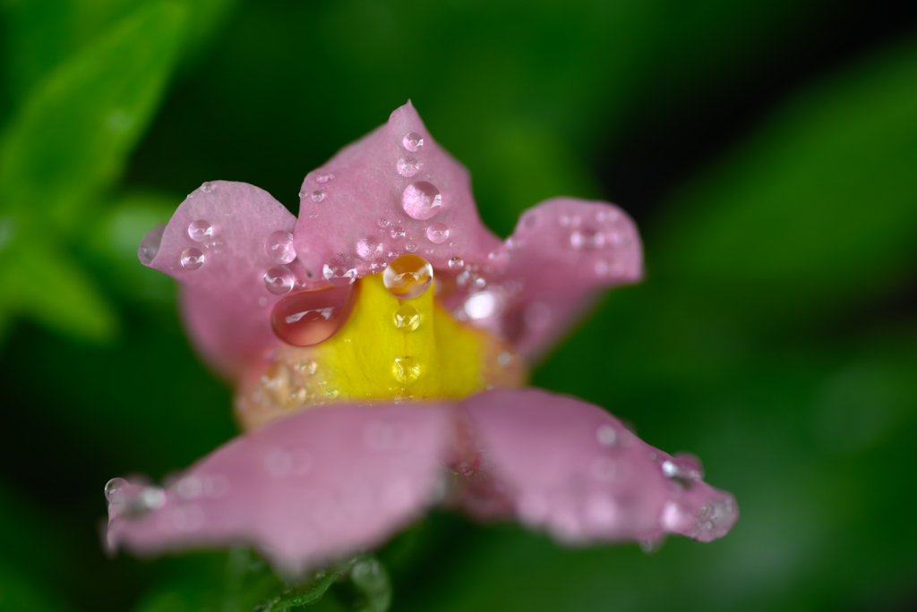 ピンクベアは 水玉がお好き(^^)