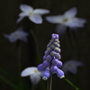 花韮舞う春の斜光を浴びて・・・