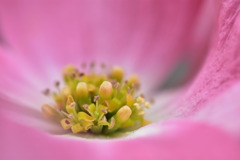 Ⅳ開花を寄りで