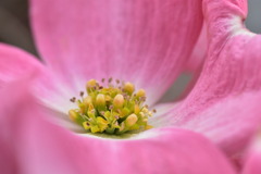 Ⅲ花々の開花と蕊