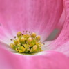 Ⅲ花々の開花と蕊