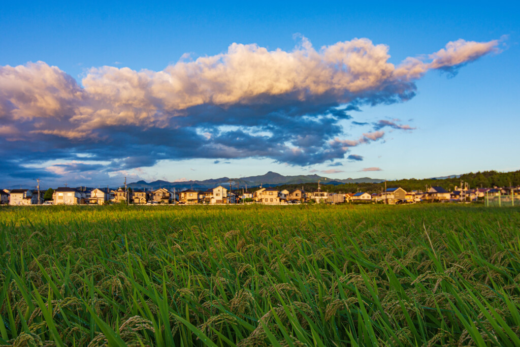 稲穂と私の好きな大岳と雲