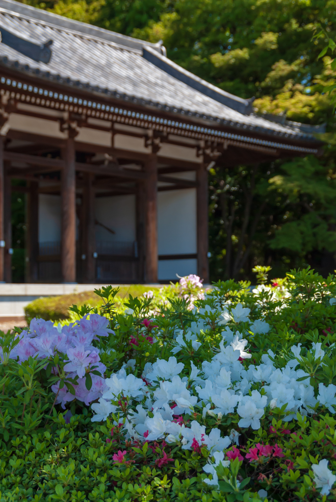 古刹の初夏Ⅱ