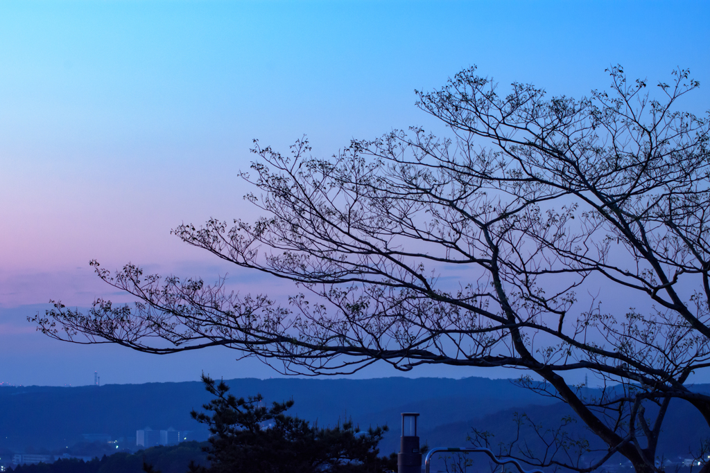 皐月の夜明け 合歓の若葉も目覚めて