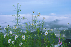 秩父山地にかかる雲・加治丘陵を覆う霞・そして秋桜の朝