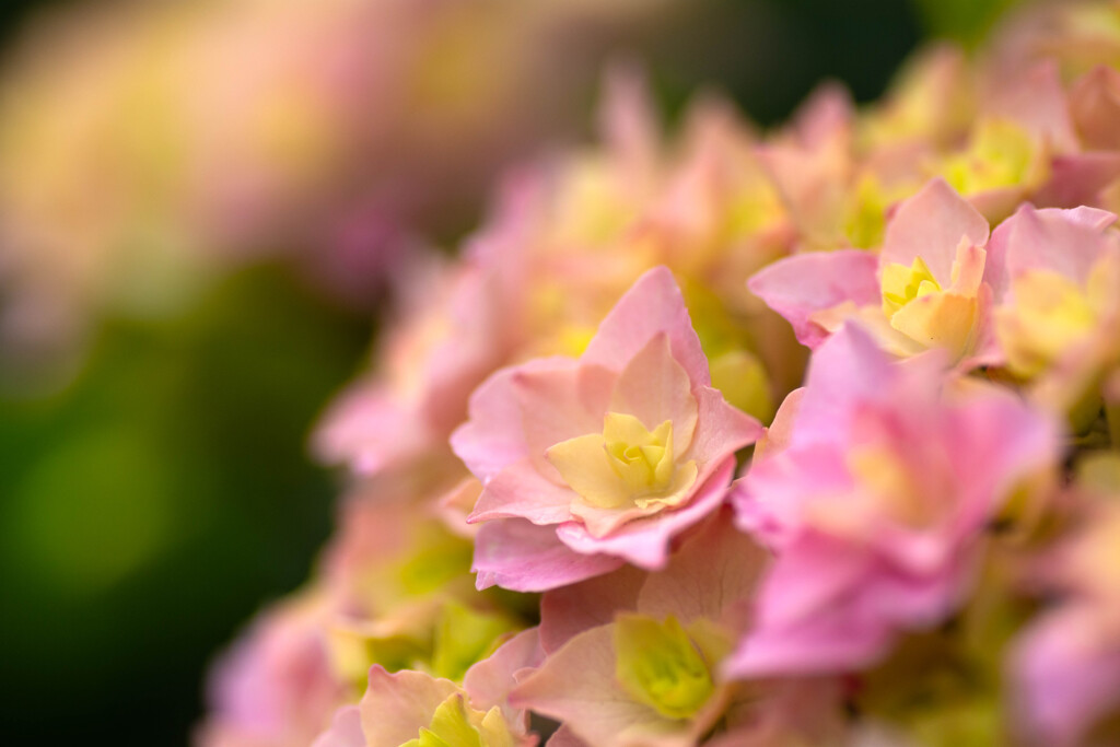 母の日にもらった姫紫陽花