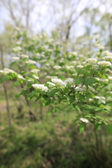 森林公園09